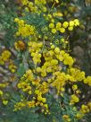 Acacia jonesii