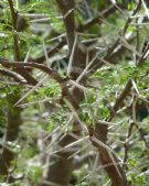 Vachellia karroo