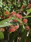 Acacia leprosa Scarlet Blaze