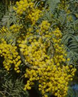 Acacia leucoclada argentifolia