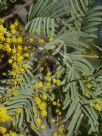 Acacia leucoclada argentifolia