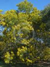 Acacia linearifolia