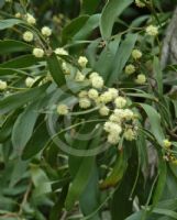 Acacia melanoxylon