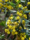 Acacia montana