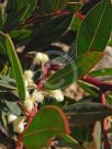 Acacia myrtifolia