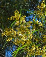 Acacia neriifolia