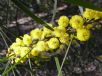 Acacia neriifolia