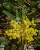 Acacia obtusata