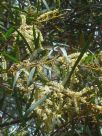 Acacia obtusifolia