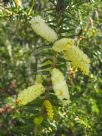 Acacia oxycedrus