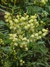 Acacia parramattensis