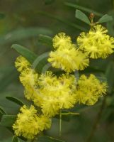 Acacia prominens