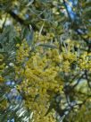 Acacia prominens