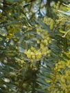 Acacia prominens