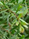 Acacia prominens