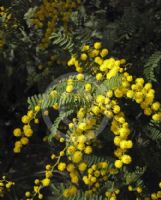 Acacia pubescens