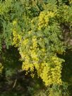 Acacia pubescens