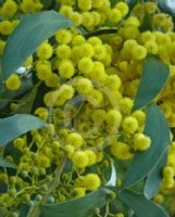 Acacia pycnantha