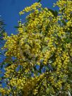 Acacia pycnantha