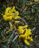 Acacia pycnostachya