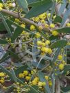 Acacia redolens