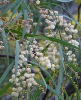 Acacia saliciformis