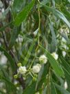 Acacia salicina