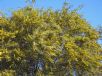 Acacia saligna