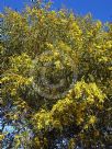 Acacia saligna