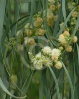 Acacia stenophylla