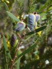 Acacia suaveolens