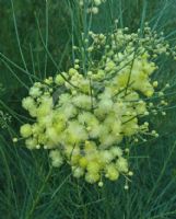 Acacia subulata