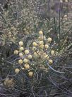 Acacia subulata