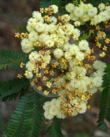 Acacia terminalis