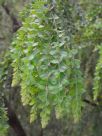 Acacia vestita