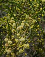 Acacia victoriae