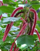 Acalypha hispida