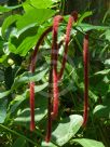 Acalypha hispida