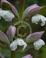 Acanthus mollis