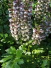 Acanthus mollis