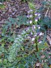 Acanthus spinosus