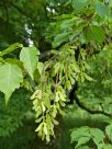 Acer cissifolium