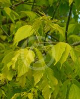 Acer negundo Auratum