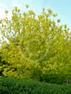 Acer negundo Auratum