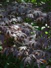 Acer palmatum Bloodgood