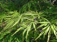 Acer palmatum Dissectum Group