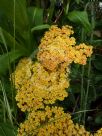 Achillea Terracotta