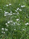 Achillea millefolium