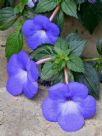 Achimenes longiflora