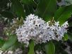 Acokanthera oblongifolia